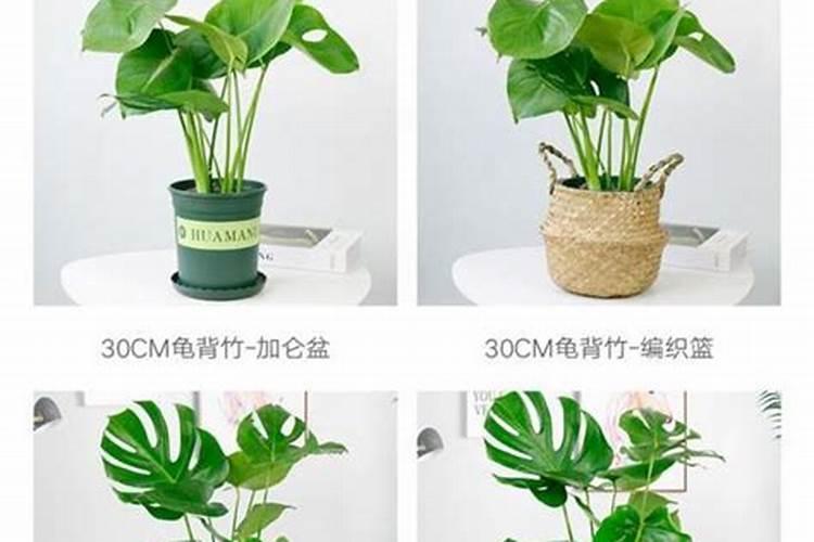 刚移栽的龟背竹要马上浇水吗