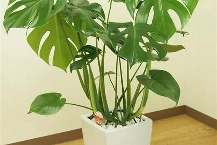 龟背竹换盆后多久浇水一次