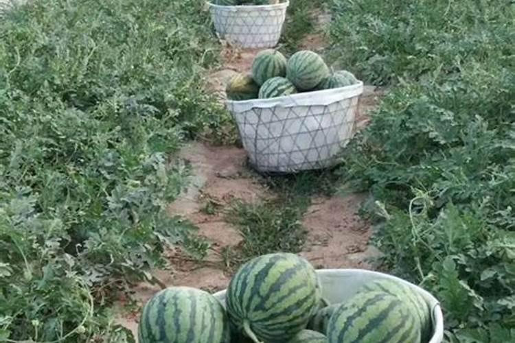 吊兰移盆后多久可以浇肥