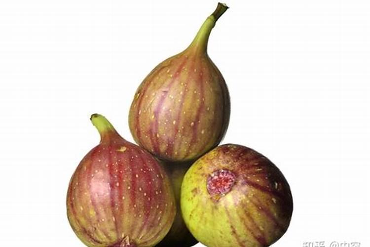 盆景黄杨叶子枯黄怎么办 盆景黄杨叶子枯黄应该怎么办