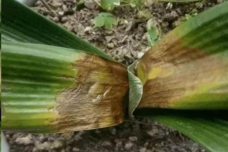 钙肥植物缺钙的表现