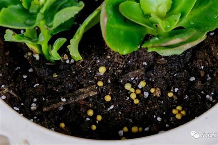 四季杜鹃茶花施什么肥料