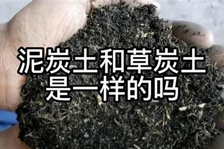 仙人掌要用什么土养？