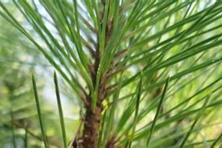 白皮松树叶发黄而死是什么原因