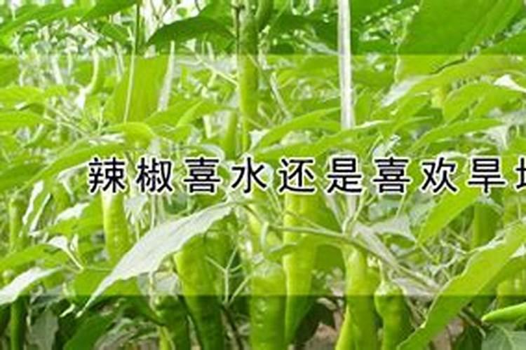 辣椒开花了要怎样浇水施肥