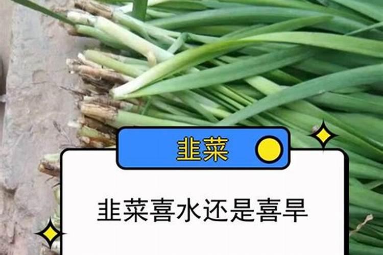 辣椒浇水的正确方法