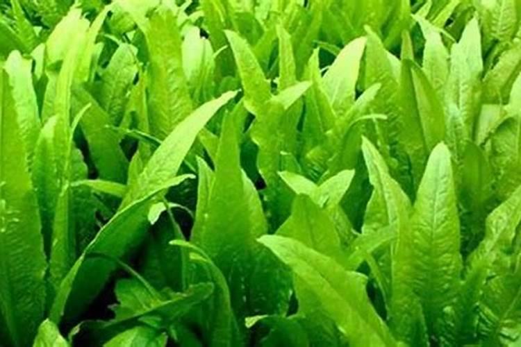 收完小麦可以种什么蔬菜