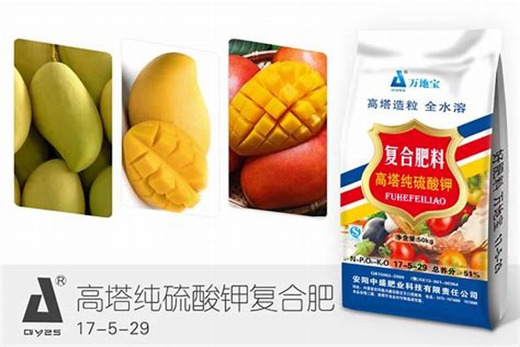 种植芒果树前为什么要放石灰？