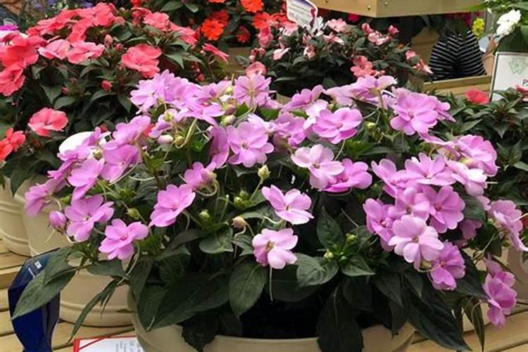 凤仙花配的石头一样的肥料怎么用？