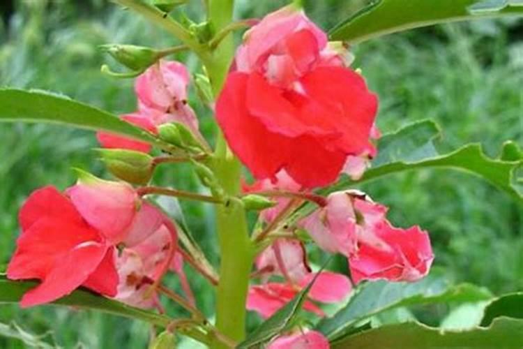 凤仙花叶面看不到虫,可是叶子卷曲,颜色深,是什么问题