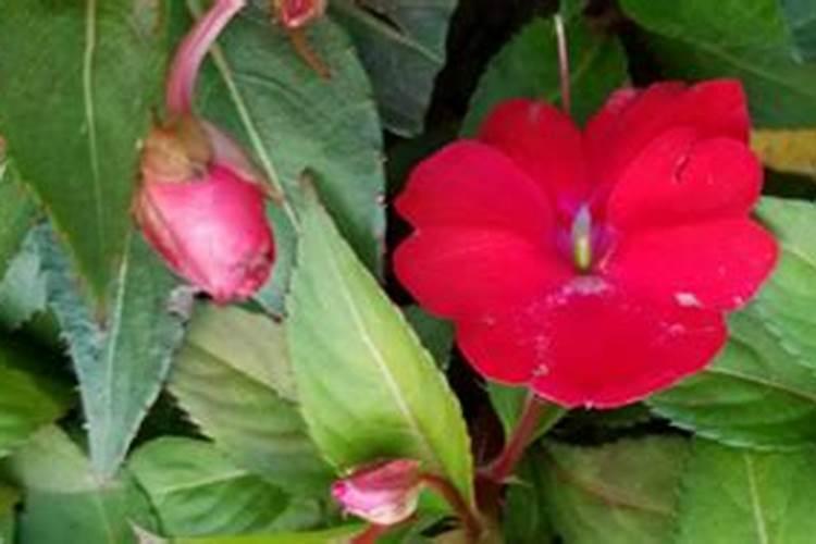 凤仙花浇什么肥料合适