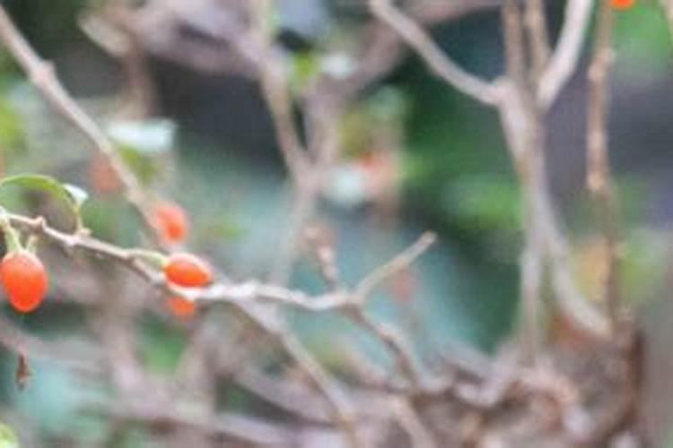 枸杞树矮化怎样生根快杀虫 枸杞树矮化如何生根快杀虫