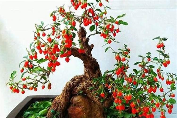 枸杞老桩怎样生根