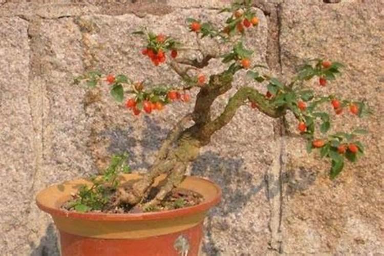 枸杞树矮化怎样生根快杀虫 枸杞树矮化如何生根快杀虫