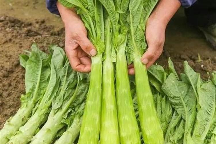 莴笋需要什么肥料