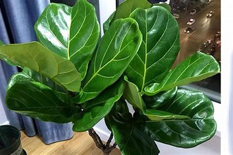 琴叶榕施肥方法及注意事项 春季琴叶榕怎么施肥