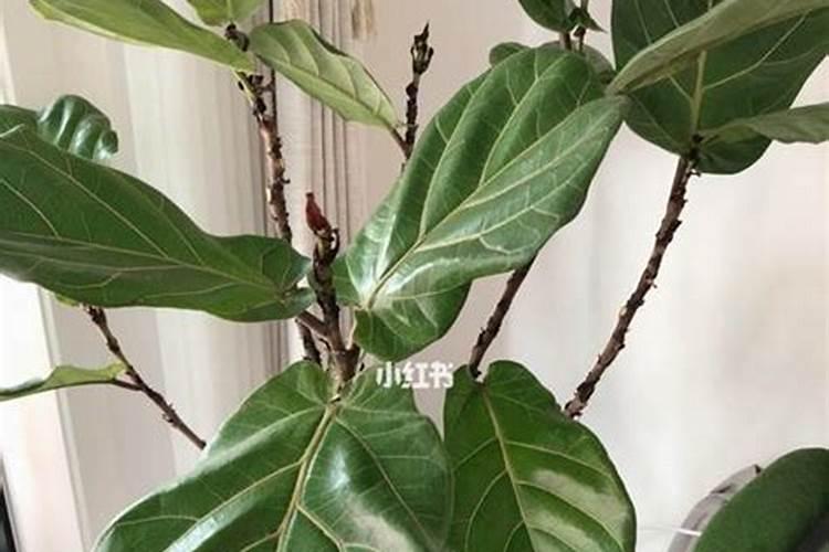 琴叶榕怎么施肥