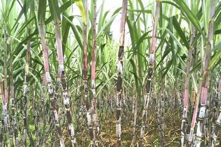 自制大量元素水溶肥的方法,在果树上如何使用