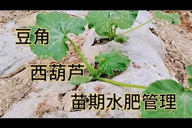 西葫芦露天种植怎么浇水施肥最好