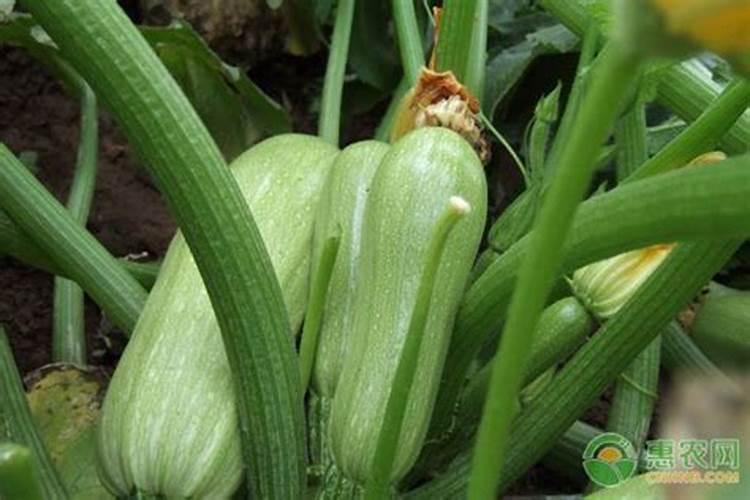 高产西葫芦需要掌握的种植管理技巧有哪些？