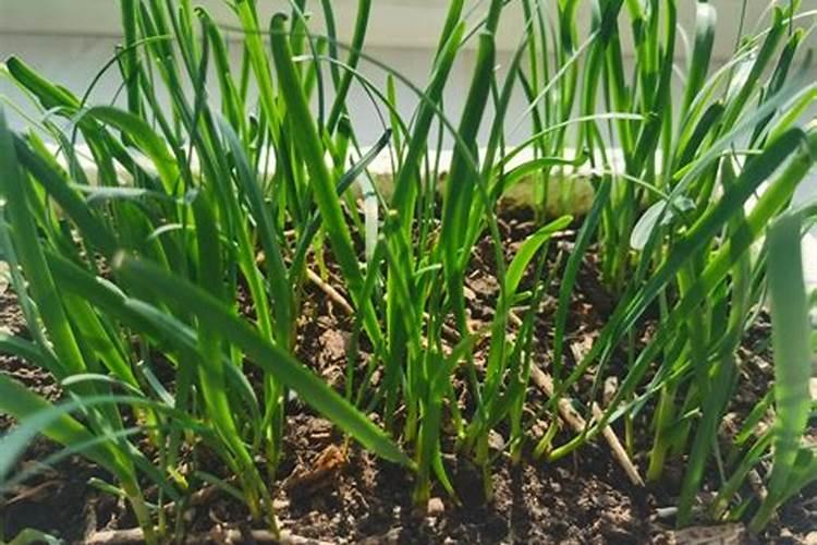 韭菜软是缺钾肥还是缺钙肥