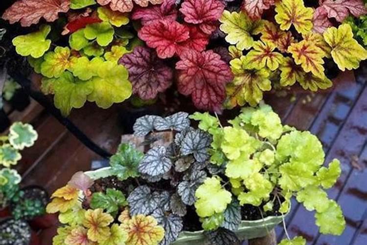 这是矾根的什么品种？