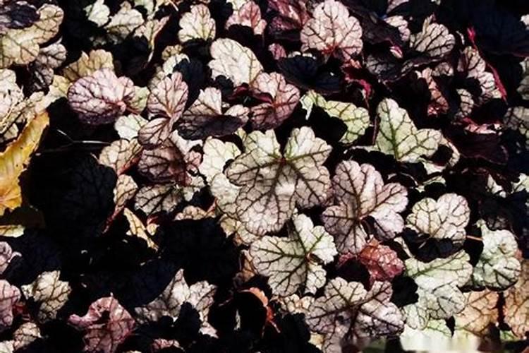 新买的矾根怎么养