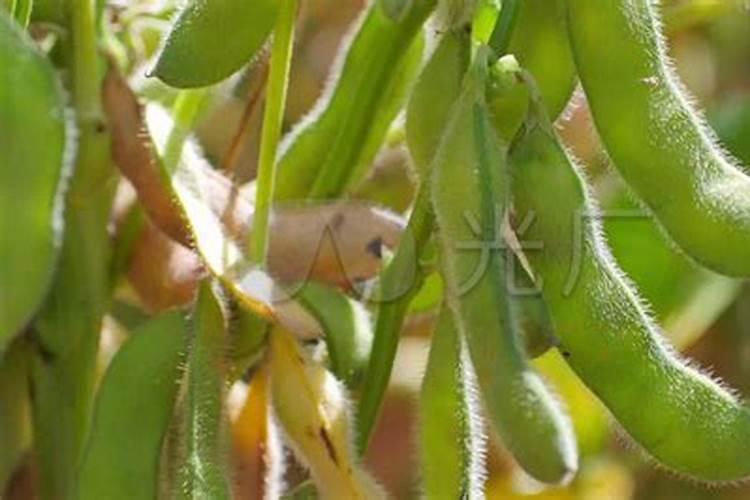 黄豆高产有必要施叶面肥吗？用什么产品好