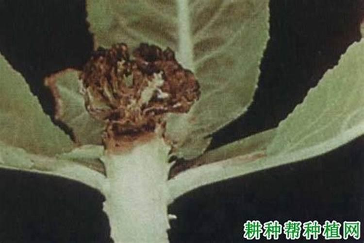 水溶性复合肥有哪些