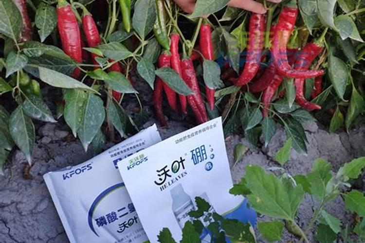 青菜用什么肥料最好