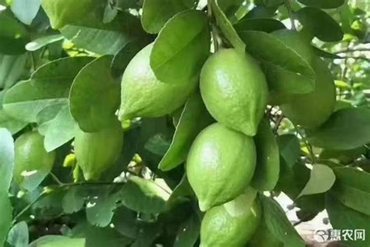 香水柠檬叶片裂开？