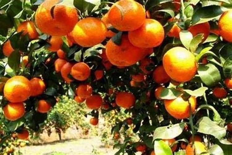 买来的樱桃萝卜种子如何播种