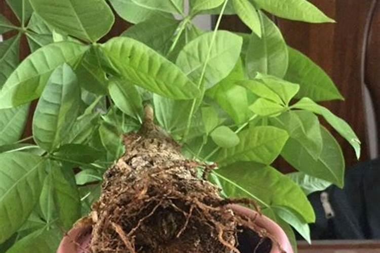 发财树怎么养护用什么肥生根 发财树如何养护用什么肥生根