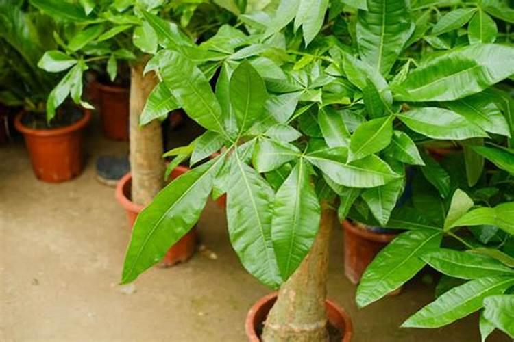 发财树怎么养护用什么肥生根