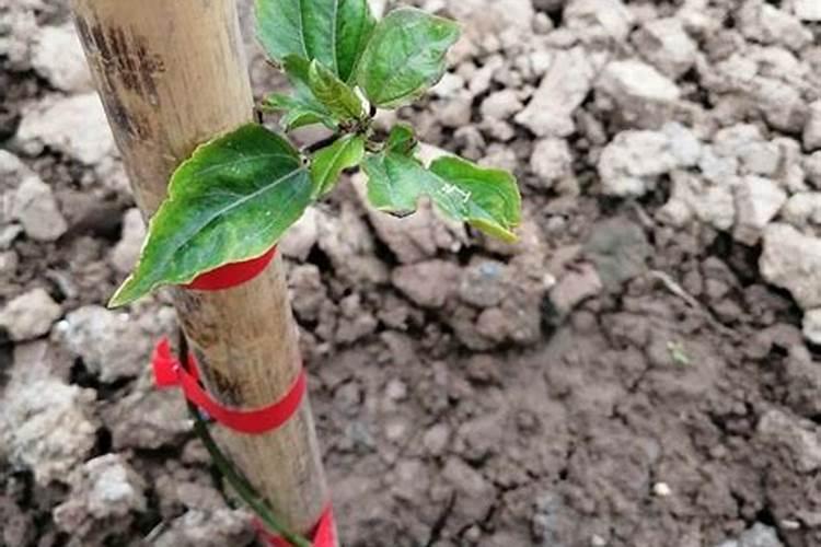 清香木施肥用什么肥料好 喜欢什么肥