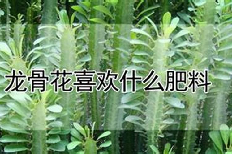 龙骨花怎样施肥