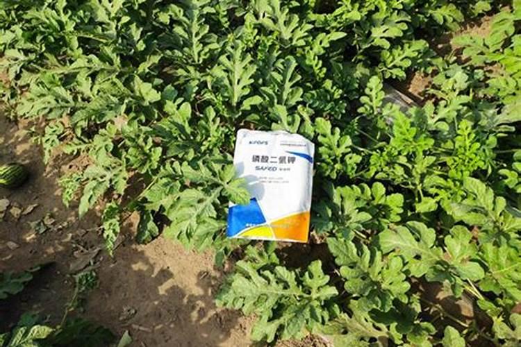 西瓜僵苗的补救措施