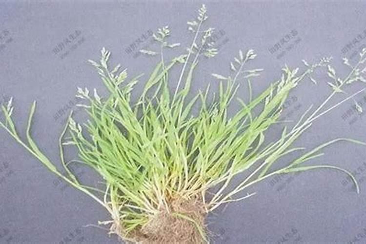 碳氨和尿素能不能同施