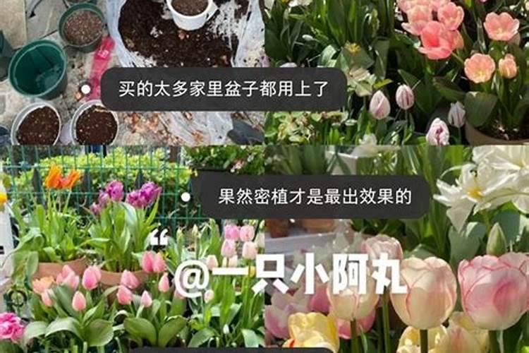 土壤对郁金香有什么影响？