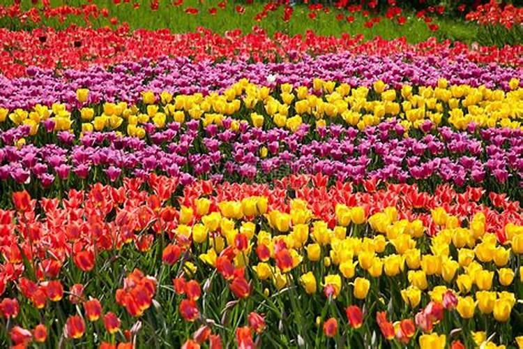 月季花22枝百合花16枝郁金香10枝用什么肥料