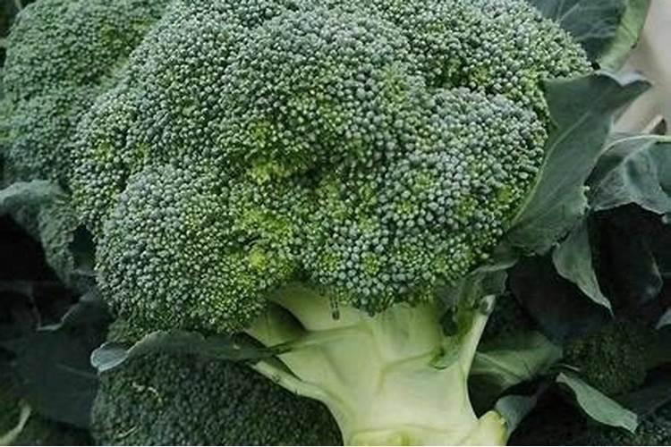 西兰花露地栽培技术