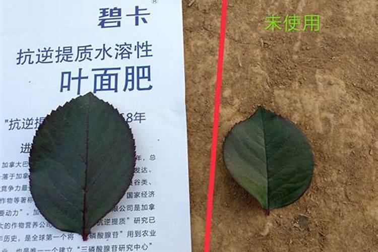 牡丹花施什么肥料最好