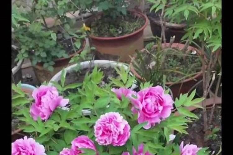 牡丹花开花要什么肥料 否则极易造成肥害