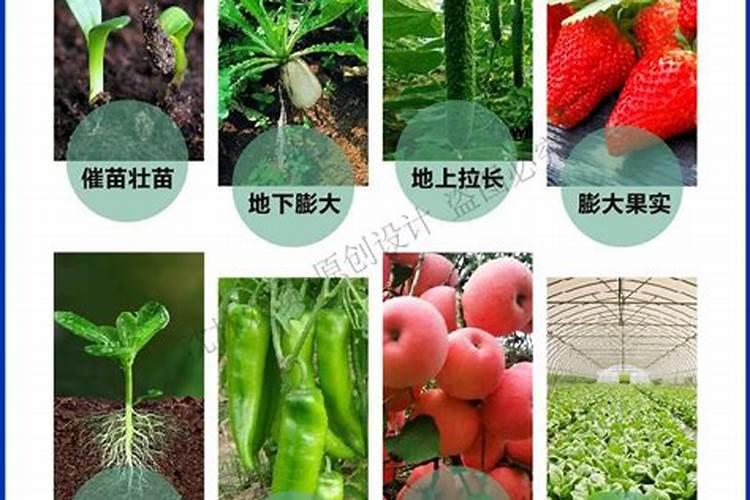 芸苔素浓度过高有哪些危害