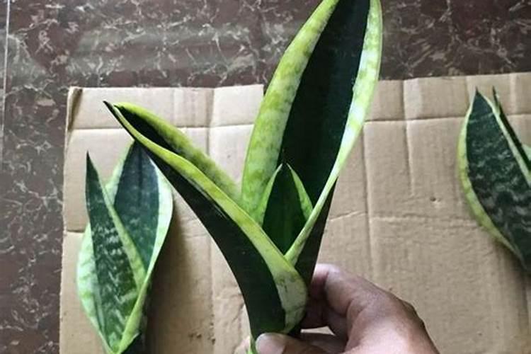 虎皮兰叶子怎么变宽