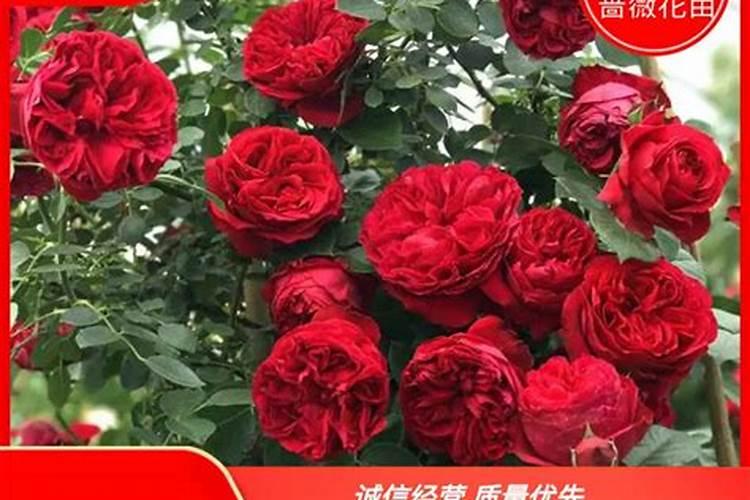 月季开花用什么肥