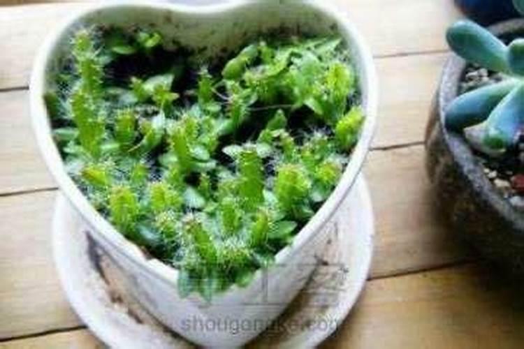 种植火龙果的时候,用什么肥料比较好呢？