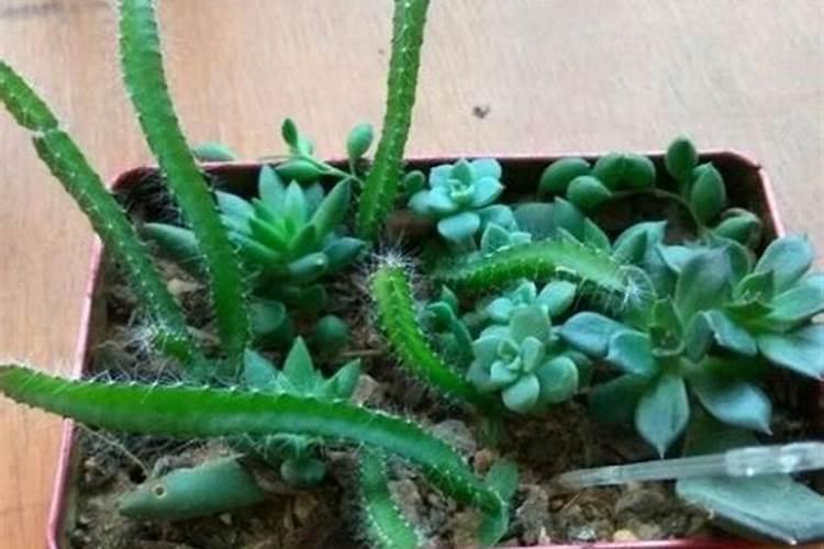 火龙果用花盆种会结果吗？