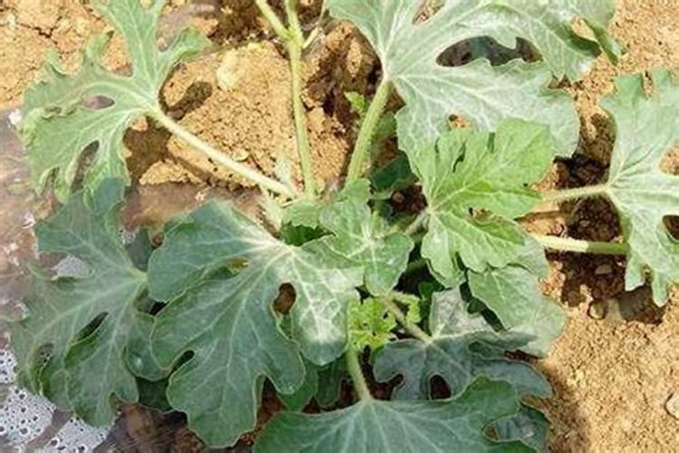 四川友禾肥业有限公司怎么样？