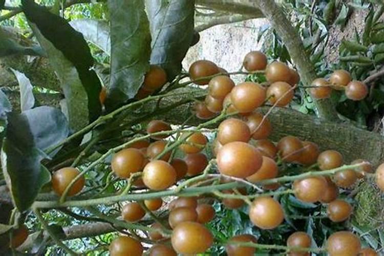 黄皮籽怎么种成小盆栽